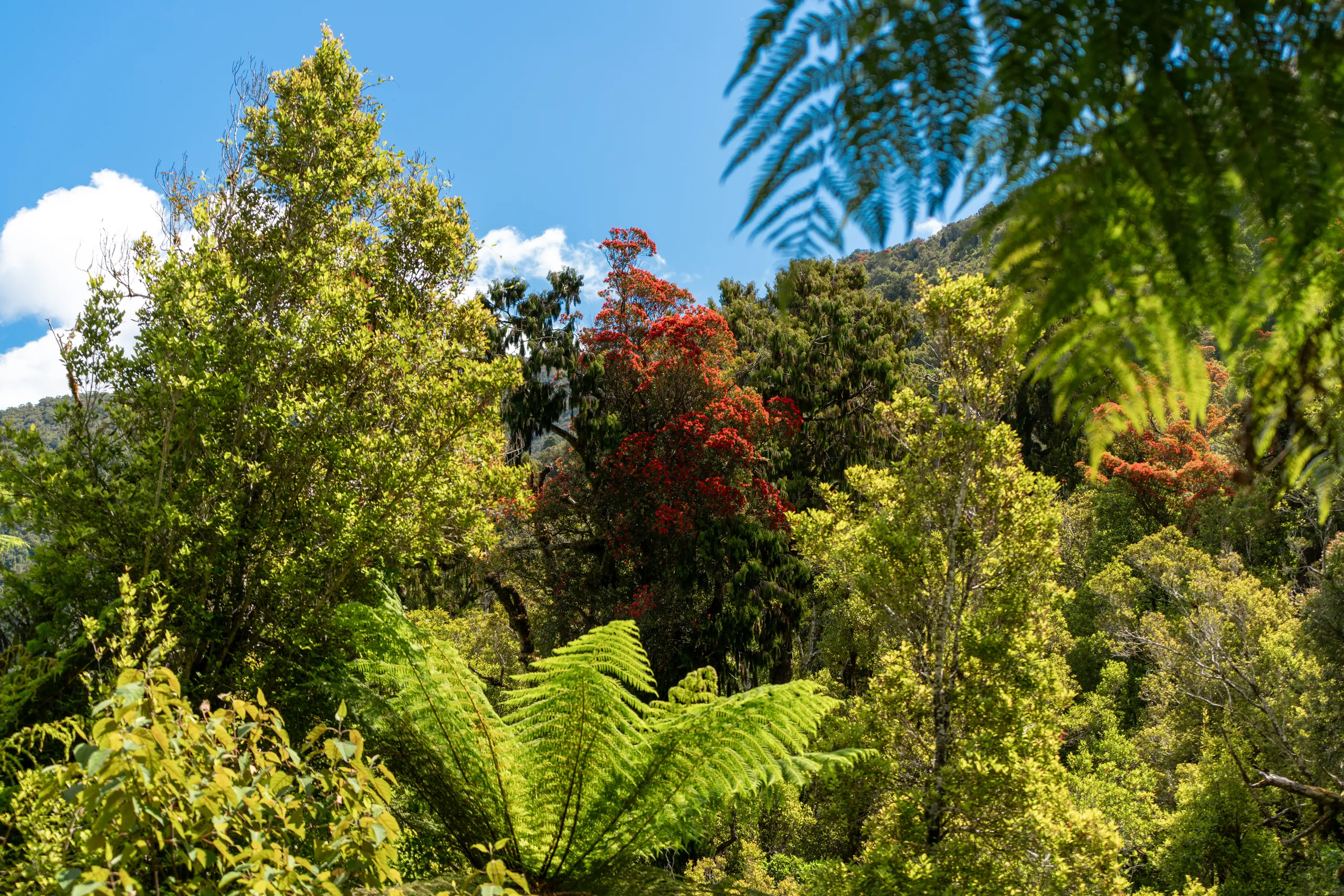 Vivid southern rātā in bloom