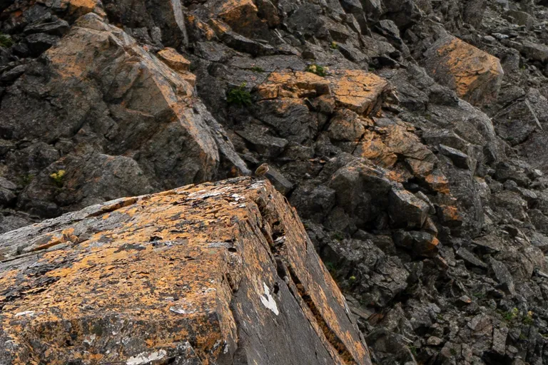 Rock wren spotted at a distance shortly into our descent. There were two calling to each other with thin whistling calls and lots of bobbing.