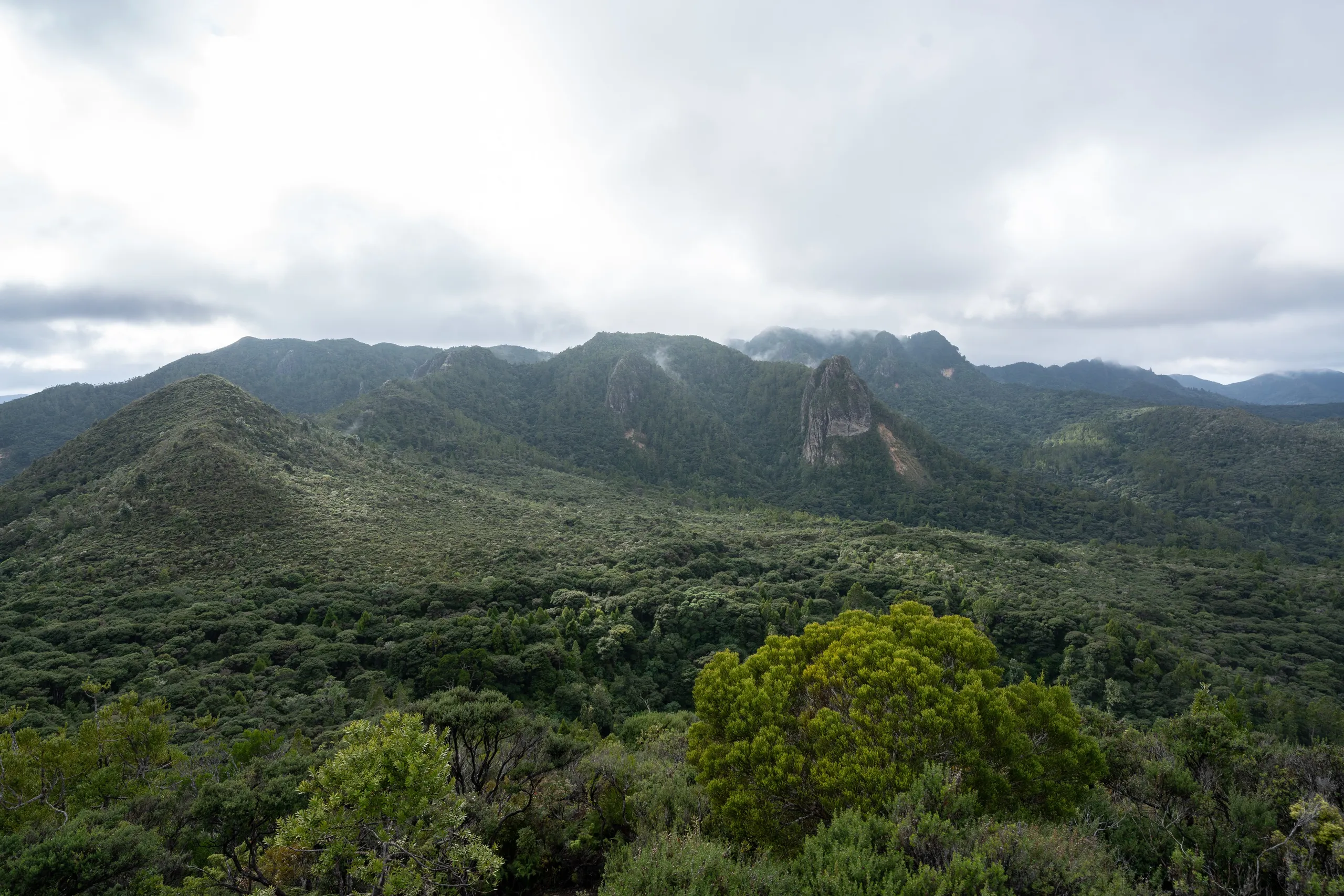 Great Barrier Forest viewed from Maungapiko summit