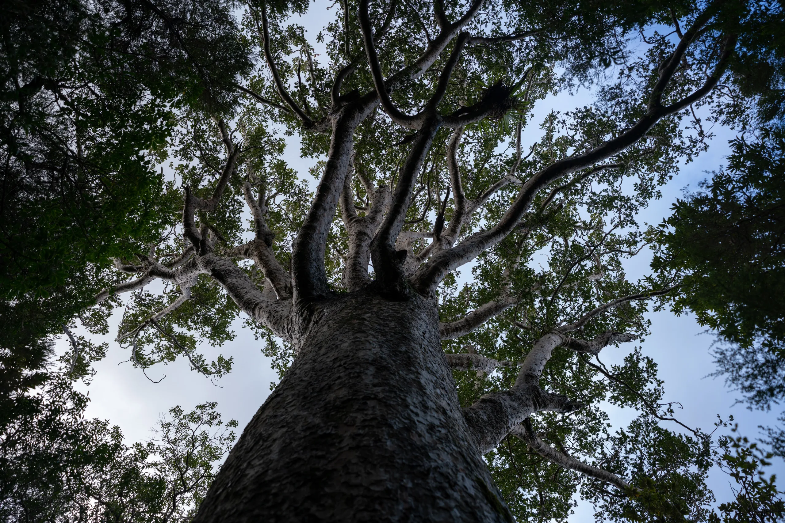 Huge kauri tree