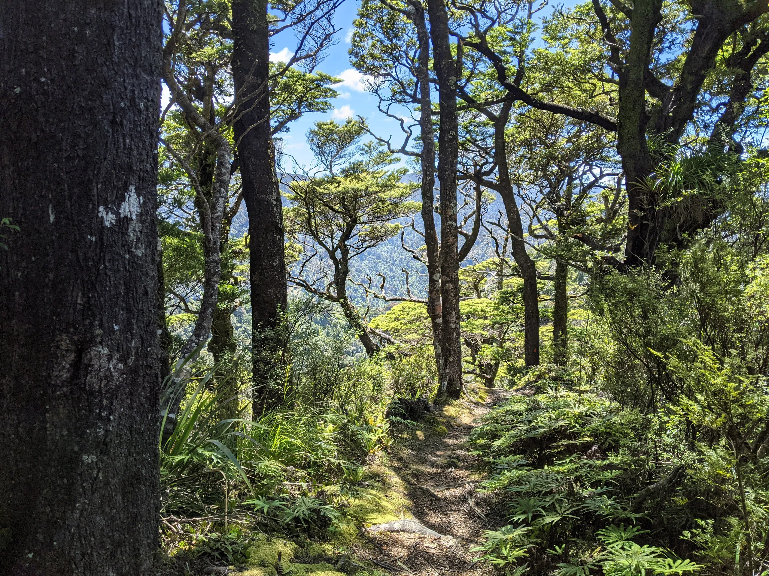 Typically delightful forest up Mt Matthews