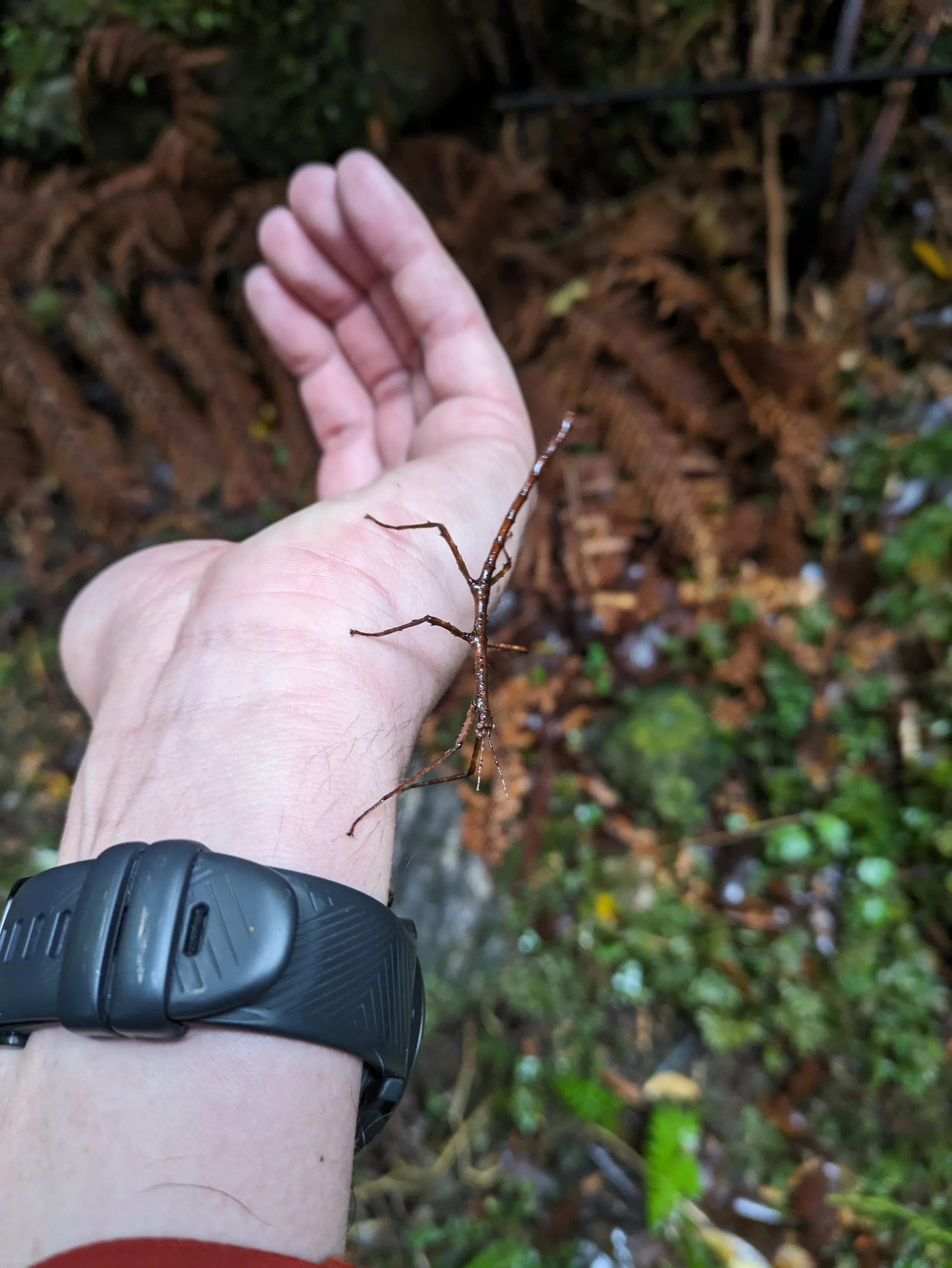 I relocated this stick insect off the track after nearly trampling it