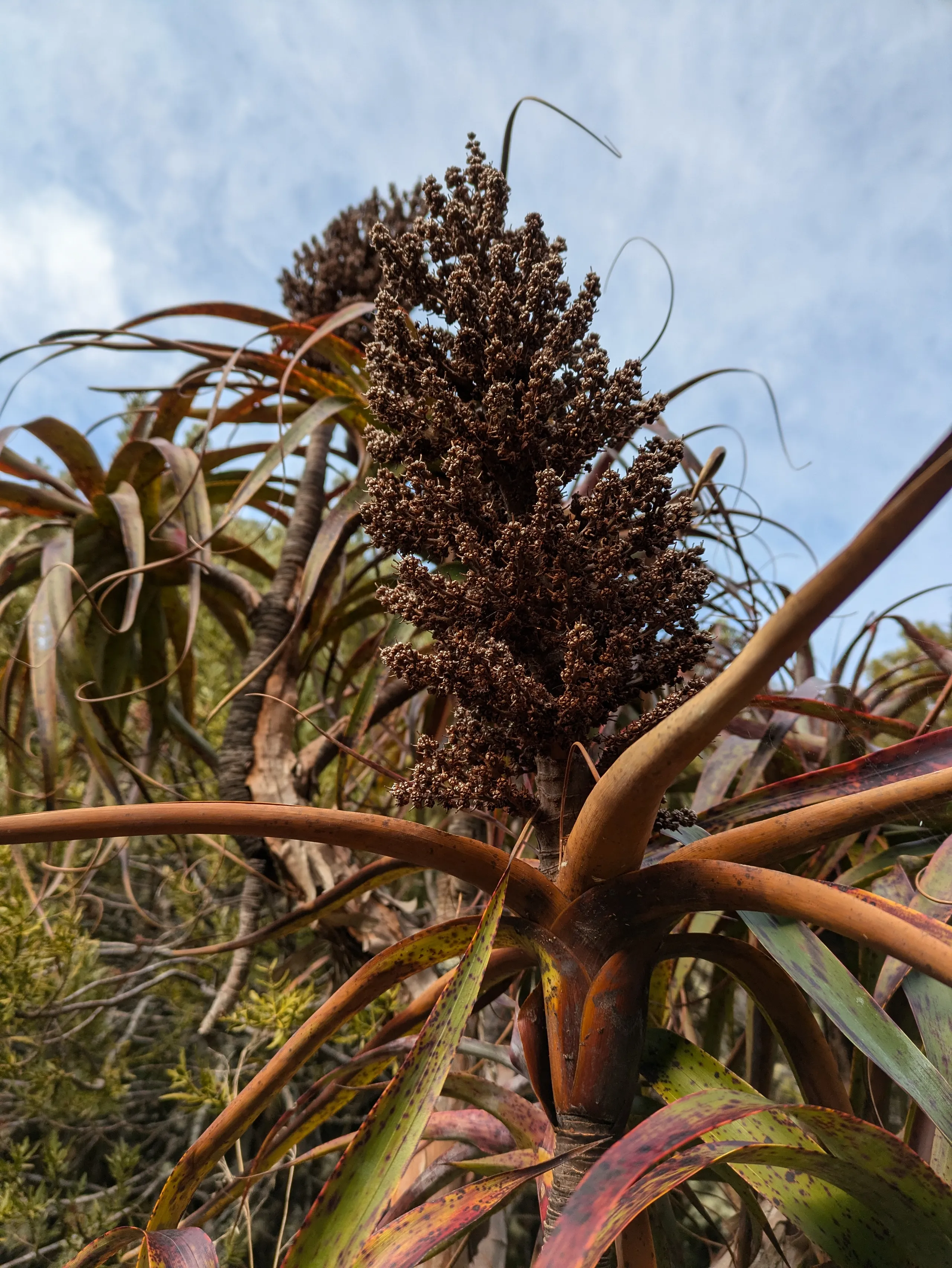 Dracophyllum in seed