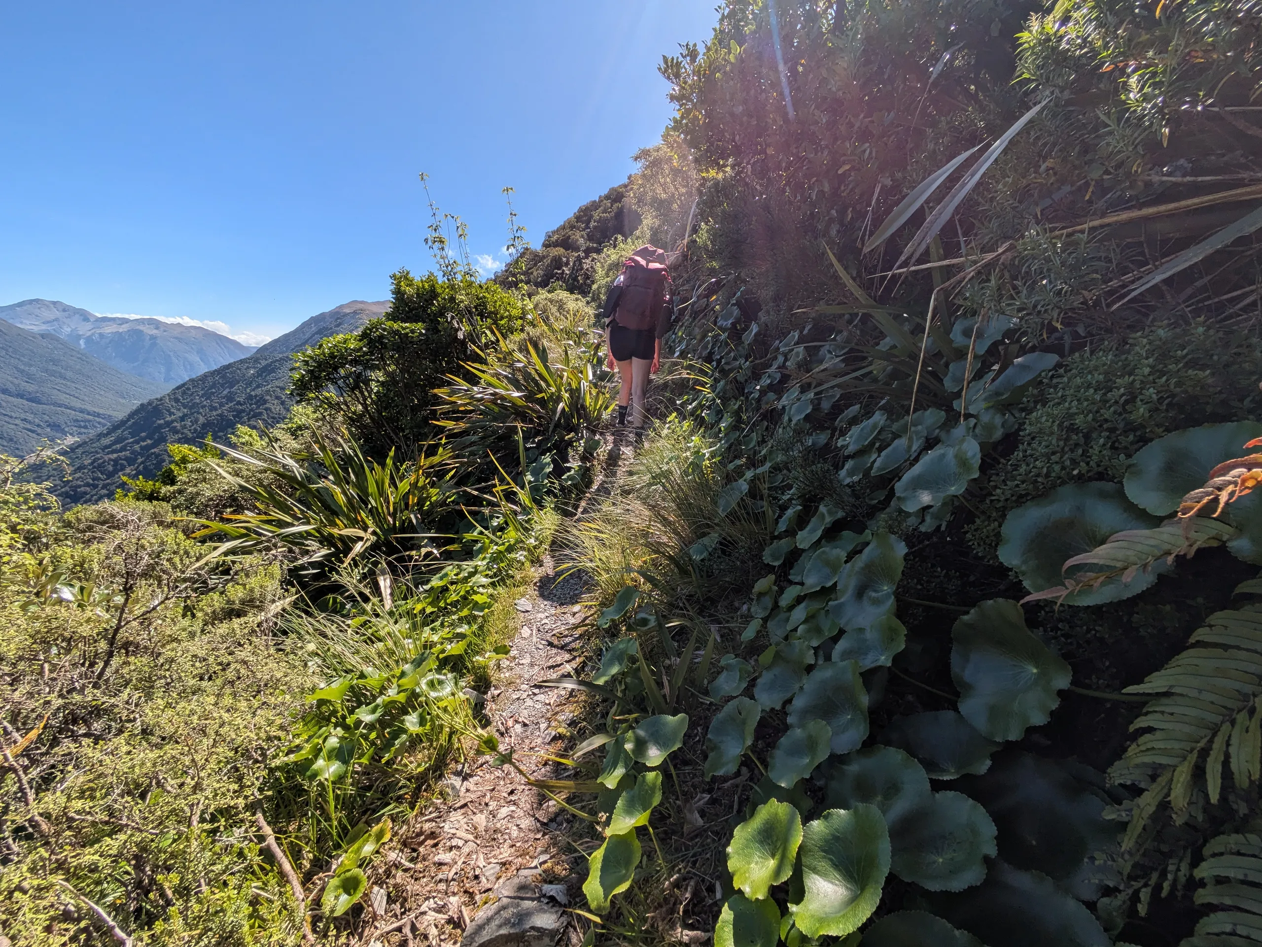 Stunning hillside travel as the bush drops off, with Mt Cook buttercups lining the uphill side of the track