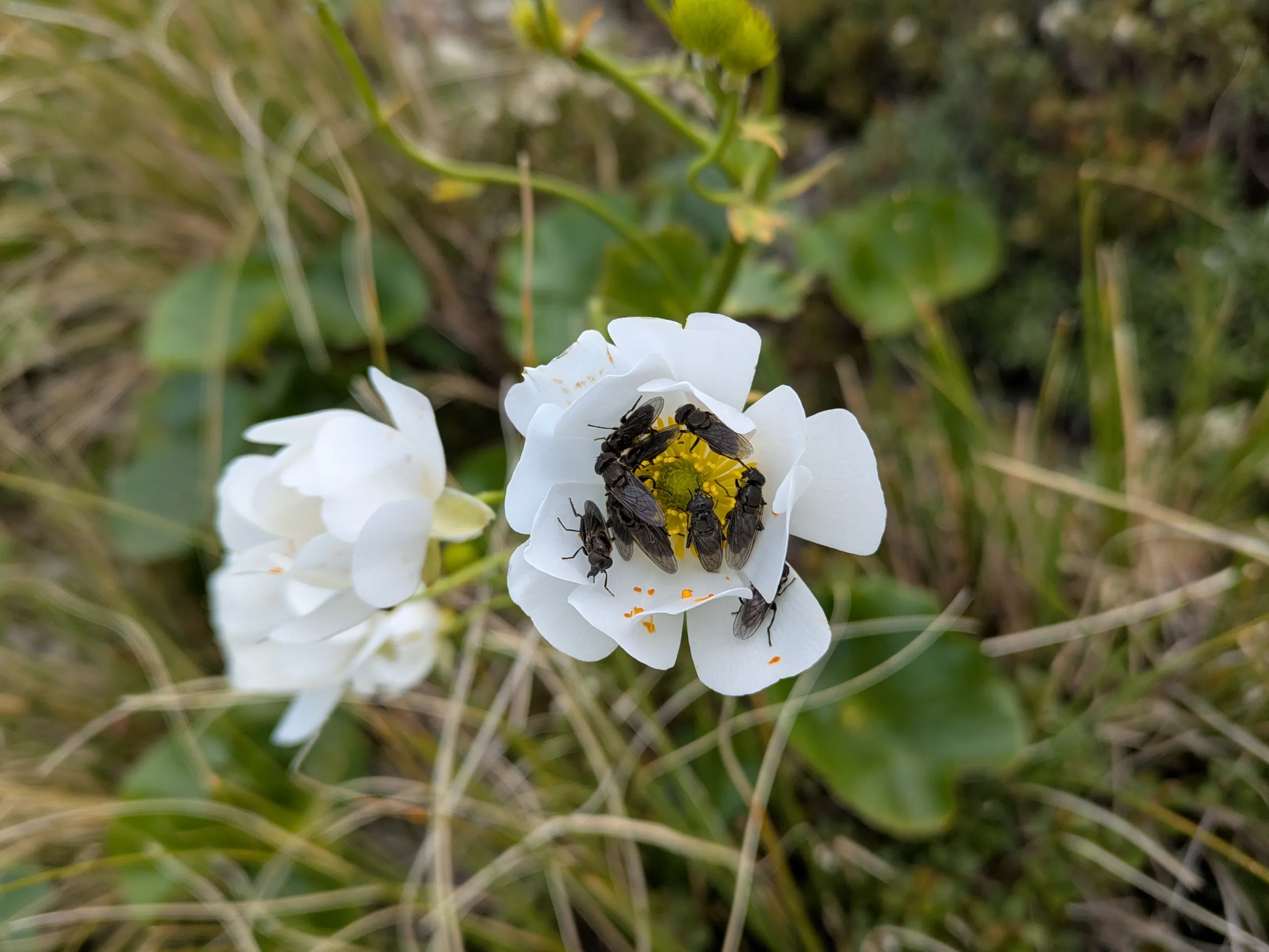 Flies pollinating Mt Cook buttercup