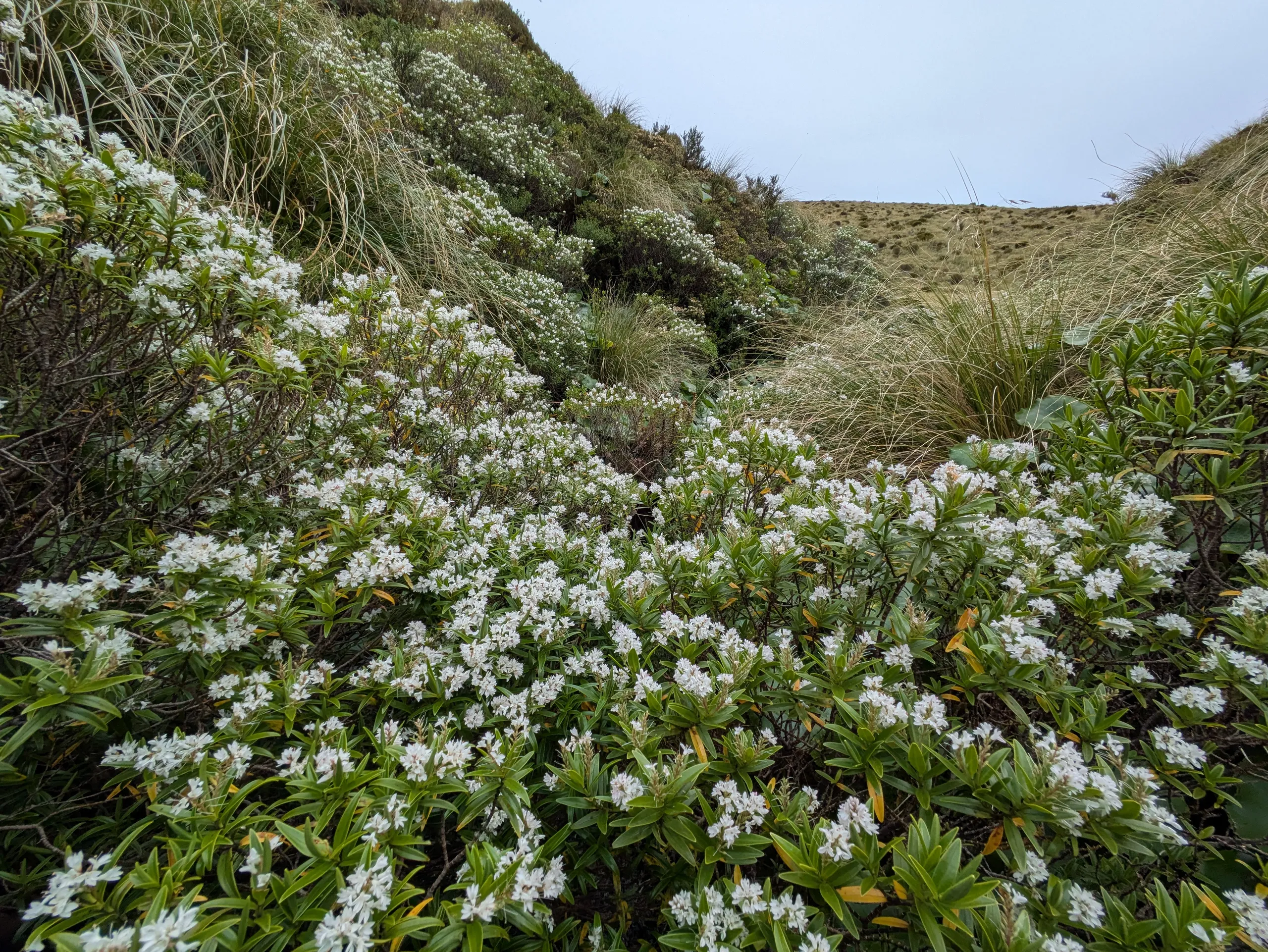 Hebe in flower. It seems to be thriving even above the bushline.