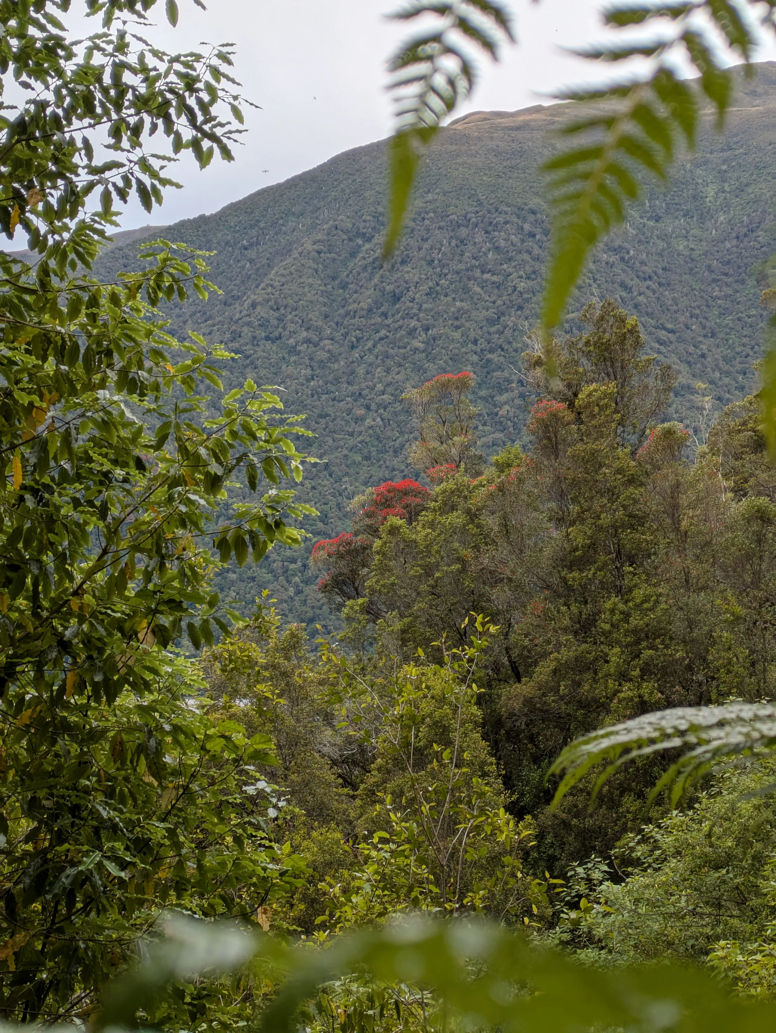 Southern rātā in bloom. We saw an orange-fronted kākāriki nearby.