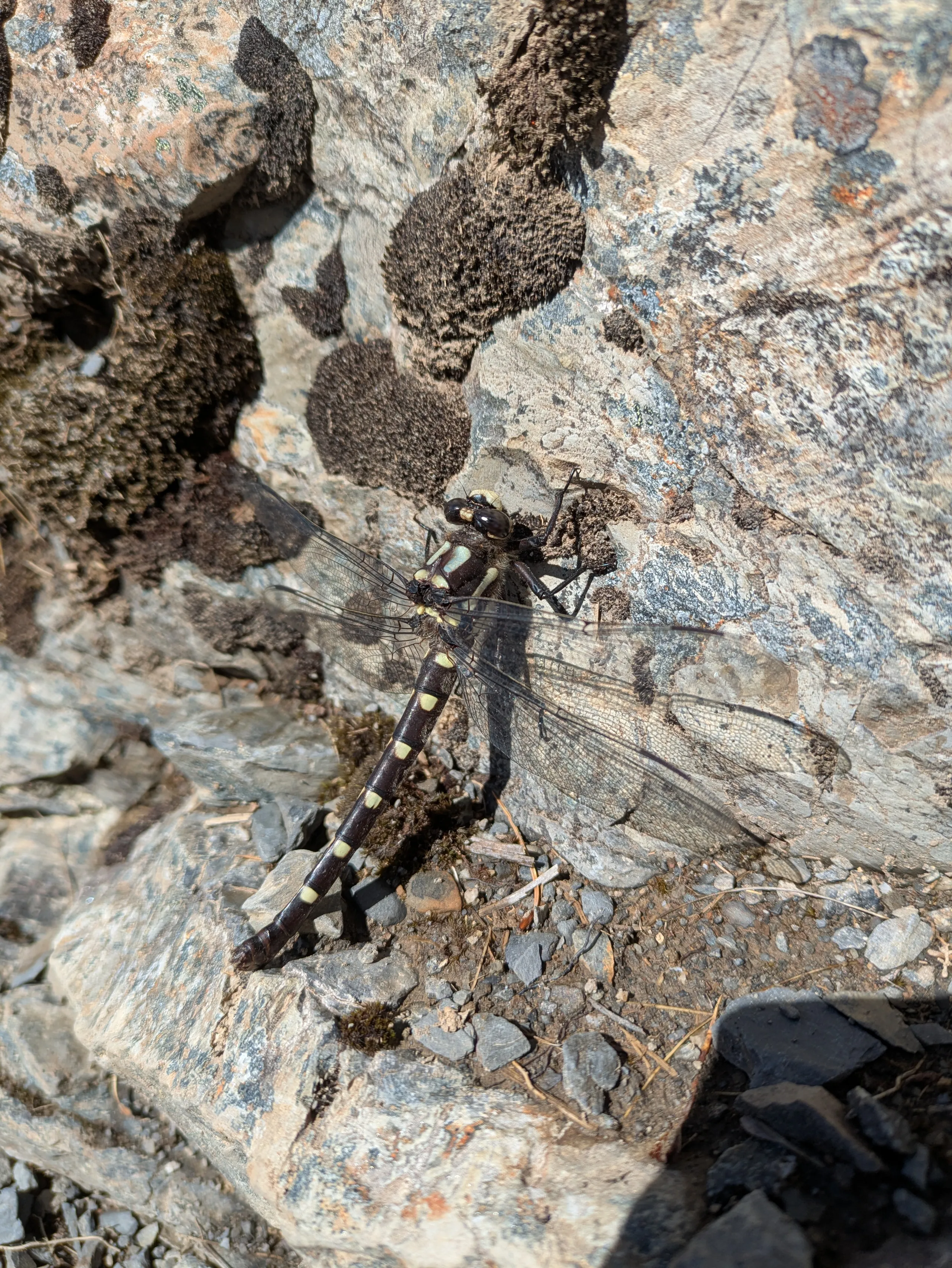 The largest uropetala carovei I've seen, resting on the track